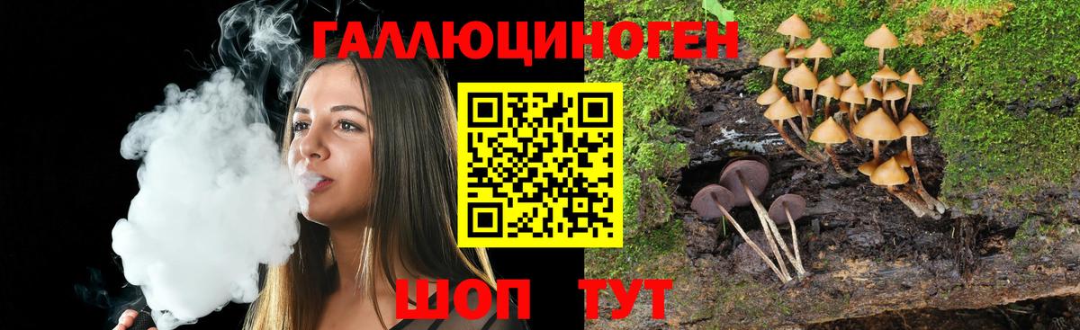 Псилоцибиновые грибы Psilocybe Улан-Удэ
